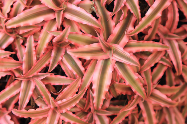 Pink Bromeliad plant as background. - Photo, Image