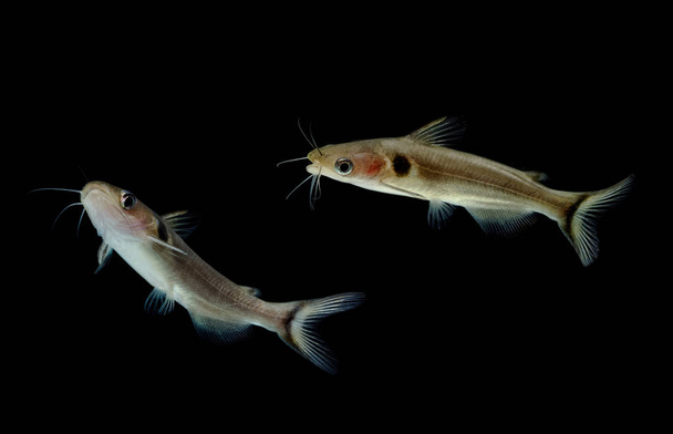 Catfishes in aquarium , Naked catfishes, Bagrid catfishes  - Photo, Image