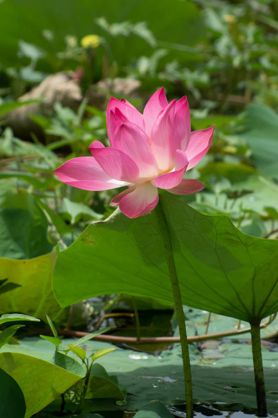 Beautiful pink lotus flower - Fotó, kép
