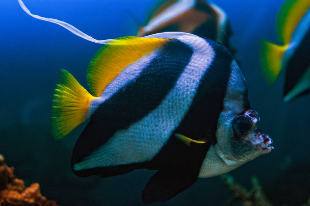 Butterfly fish deep  - Фото, изображение