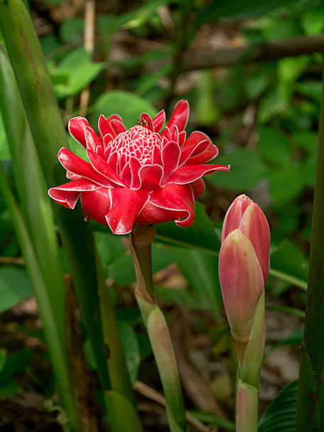Flor vermelha de etlingera elatior
 - Foto, Imagem
