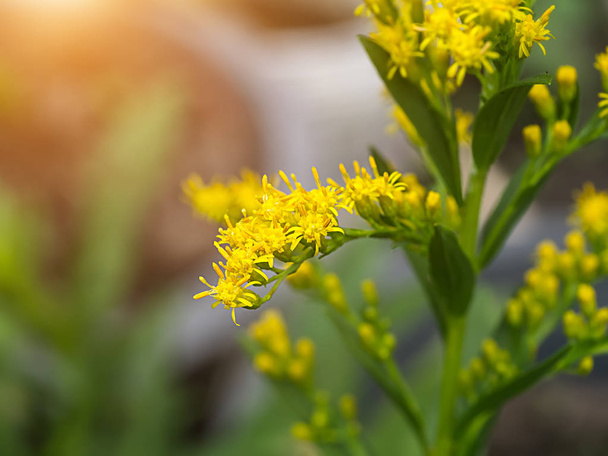 Close up van Solidago canadensis bloem. - Foto, afbeelding
