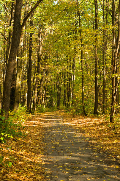 Осенний парк - Фото, изображение
