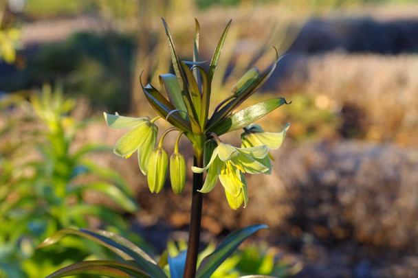 coroa imperial, Fritillaria persica - Foto, Imagem