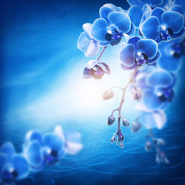 Blue orchid flowers - Fotó, kép