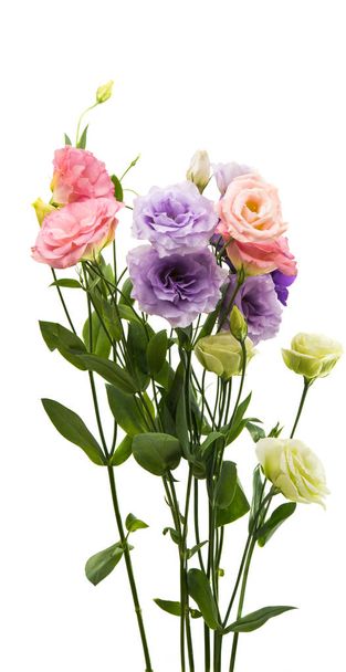 eustoma квітка елегантність
 - Фото, зображення