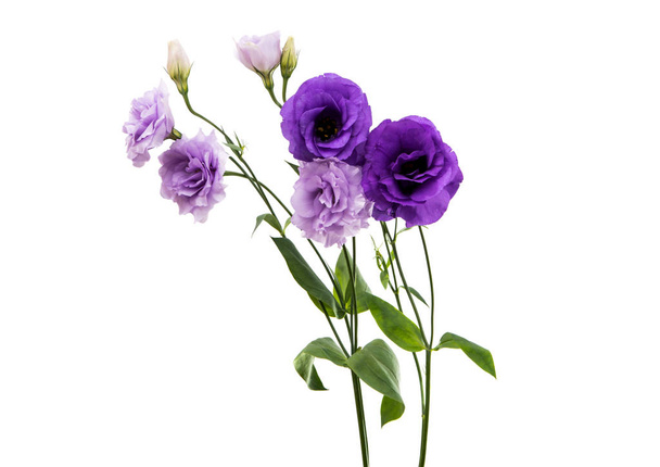 EUSTOMA λουλούδι κομψότητα - Φωτογραφία, εικόνα