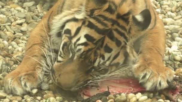 Tiger sumatran eating his lunch, Panthera tigris sumatrae - Filmati, video