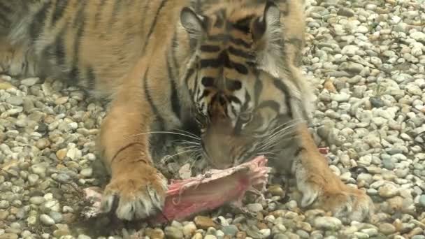 Tiger sumatran eating his lunch, Panthera tigris sumatrae - Imágenes, Vídeo