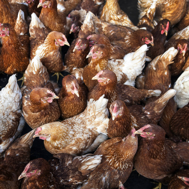 many brown organic free roaming chickens on farm in holland - Photo, Image