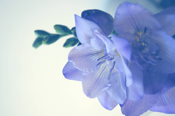 紫フリージアの花  - 写真・画像