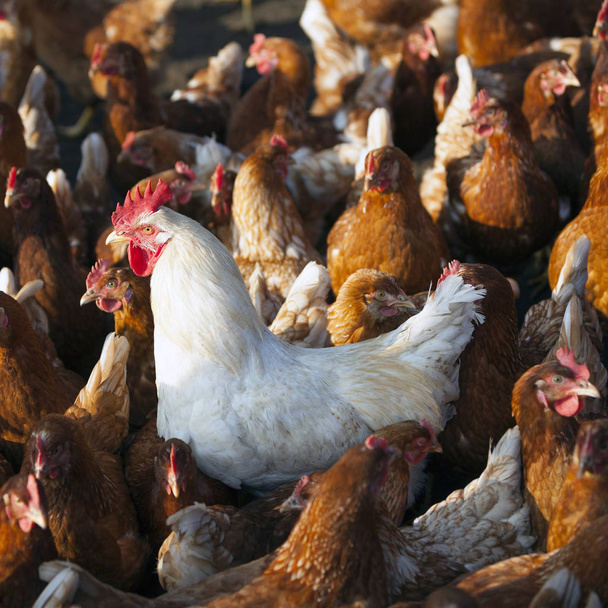 brązowy kurczaka na gospodarstwo ekologiczne w stodole drobiu z biały kogut - Zdjęcie, obraz