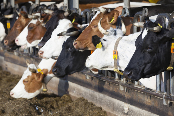 オランダの有機農場で開いている納屋で牛の餌の行 - 写真・画像
