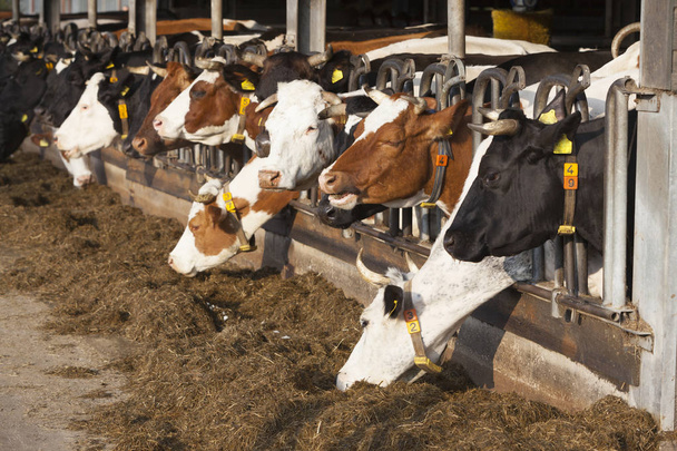 řadu krmení krav v otevřené stodole na holandské ekofarmy - Fotografie, Obrázek