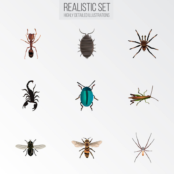 Realistic Wisp, Arachnid, Bug and Other Vector Elements. Набор реалистичных символов животных также включает Pismire, Beetle, Wasp Objects
. - Вектор,изображение
