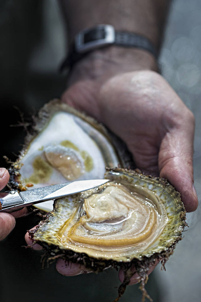 Explotación de ostras - agricultura Irlanda
  - Foto, Imagen