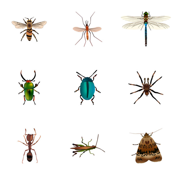 Realistic Locust, Arachnid, Bug And Other Vector Elements. Set Of Animal Realistic Symbols Also Includes Butterfly, Dragonfly, Pismire Objects. - Vector, Image
