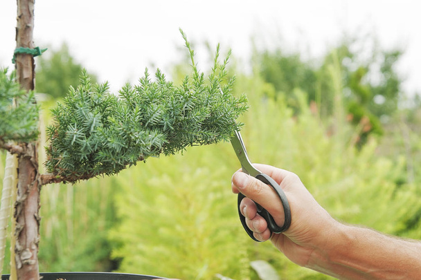 Pruning Plants Close Up. Professional Gardener Pruning conifers - Foto, Imagem