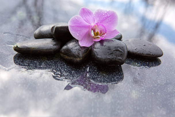 Flor de orquídea única e pedras pretas
. - Foto, Imagem
