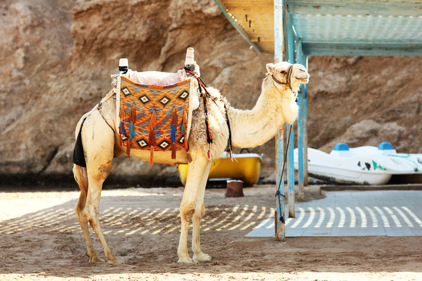 Camel near the sea - Foto, imagen