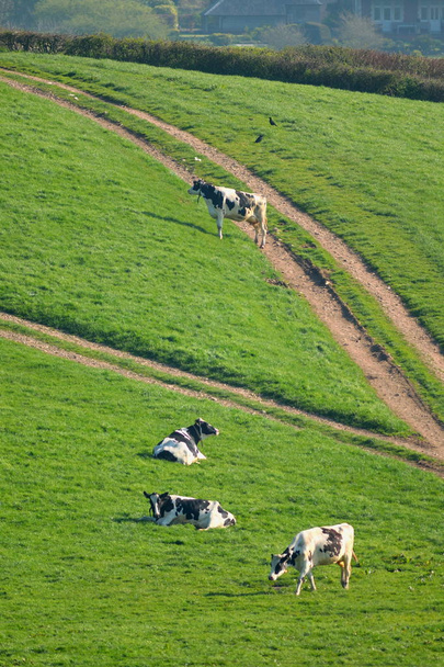 Manada de vacas Friesias Británicas
 - Foto, imagen
