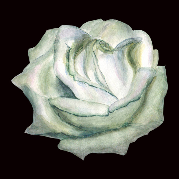 Watercolor white rose isolated on a black background - Zdjęcie, obraz