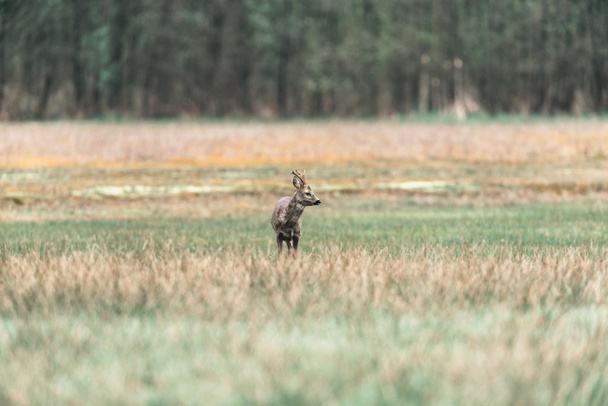 Roe deer buck on field. - Photo, Image
