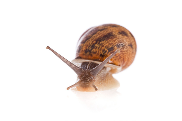 Garden snail - Photo, Image
