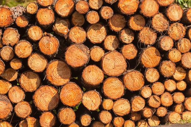Logs de madeira empilhados Closeup fundo - Foto, Imagem