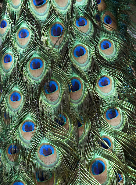 Peacock Fondo
 - Foto, Imagen