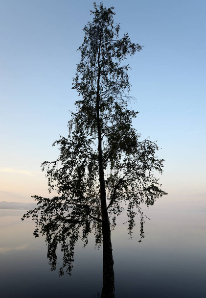 Silhouette of a tree at dawn. - Zdjęcie, obraz