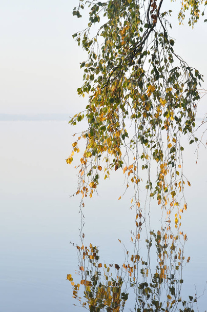 Branches birches bent over the water. - Fotografie, Obrázek