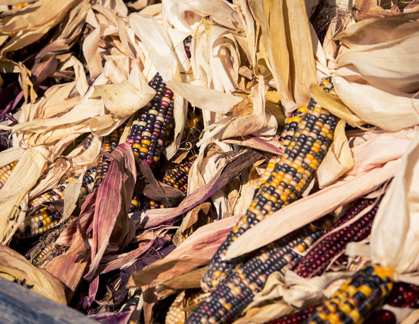 Flint corn or Indian corn - Photo, Image