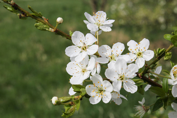 Bloom Prunus avium - Fotografie, Obrázek