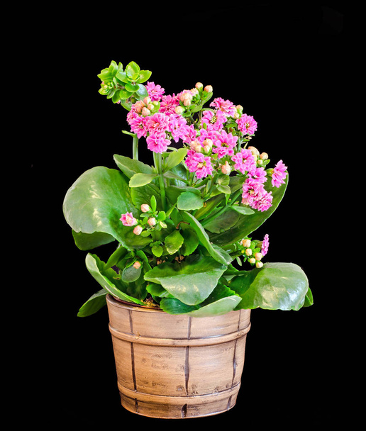 Pink Calandiva flowers, Kalanchoe, family Crassulaceae, close up - Photo, Image