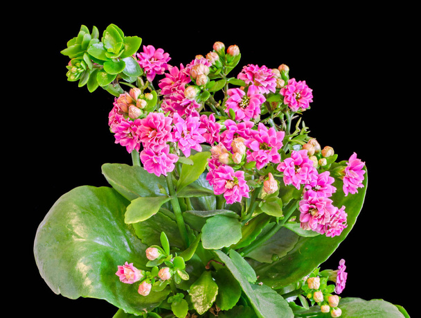 Rosa Calandiva flores, Kalanchoe, familia Crassulaceae, primer plano
 - Foto, Imagen