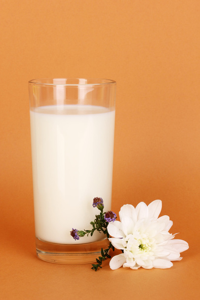 Glass of fresh new milk with white flower on brown background - 写真・画像