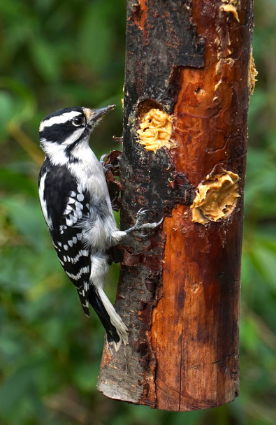 Alas Woodpecker syöttölaite
 - Valokuva, kuva