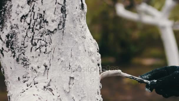 calce alberi nella stagione primaverile
 - Filmati, video