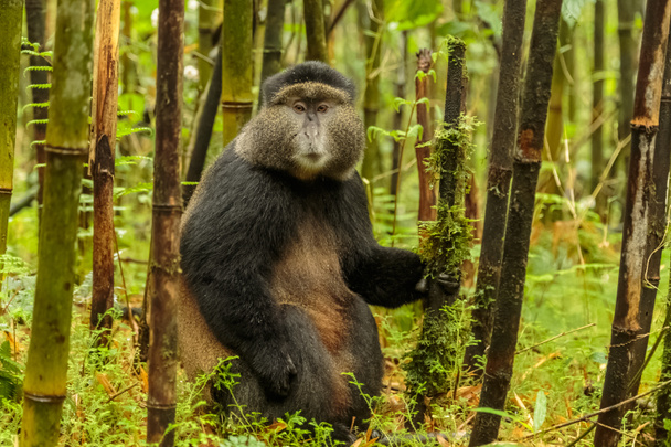 Ruandai golden majom ül a bambusz erdő közepén, Rw - Fotó, kép