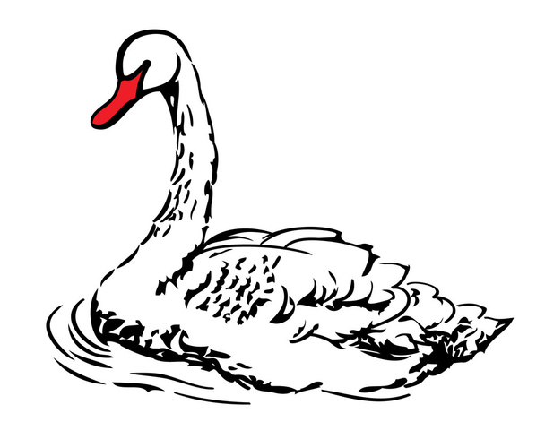 White swan - Vektör, Görsel