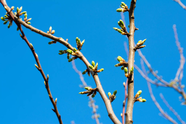 Plum tree buds on branch. - Photo, Image