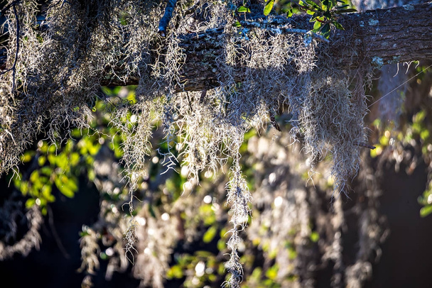spanish moss growin on a tree at the plantation - Photo, Image