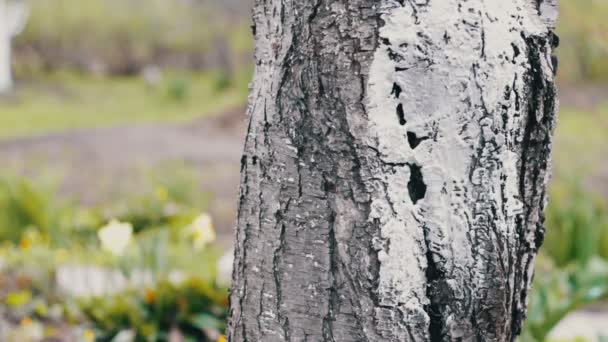 Tünchebäume im Frühling: Gärtnerin kümmert sich um die Bäume im Garten - Filmmaterial, Video
