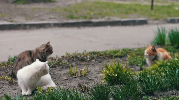 Bezdomne koty przed w trawie - Materiał filmowy, wideo
