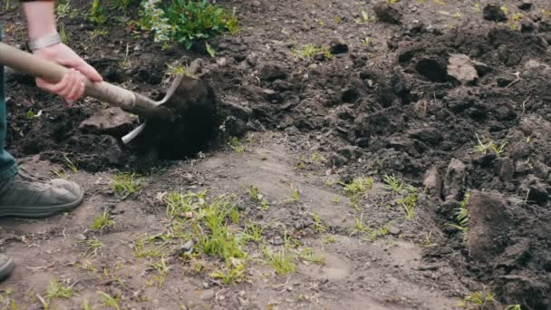 The man in the garden with a shovel digging a hole in the ground - Filmati, video