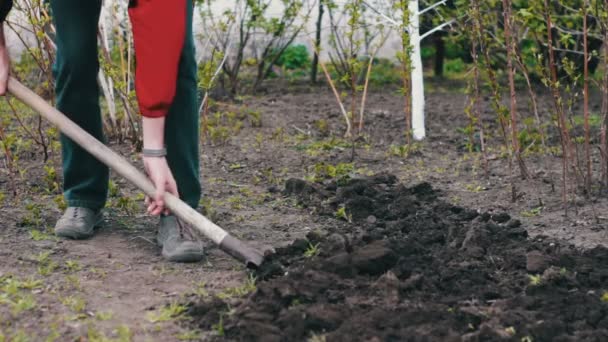 Ο άνθρωπος στον κήπο με ένα φτυάρι σκάψιμο μιας τρύπας στο έδαφος - Πλάνα, βίντεο