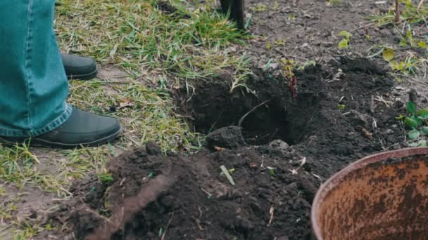 Un homme plante un arbre dans un jardin
 - Séquence, vidéo