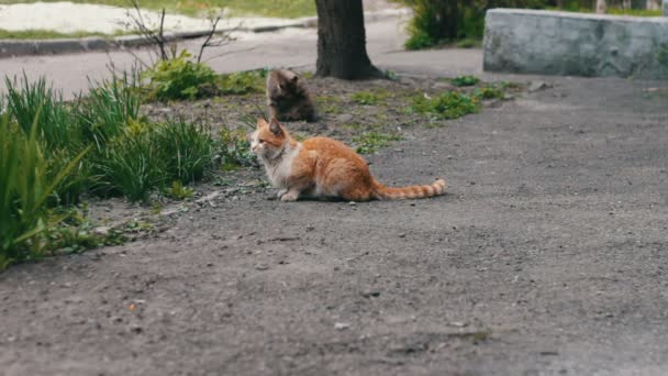 Obdachlose Katzen zuvor im Gras - Filmmaterial, Video