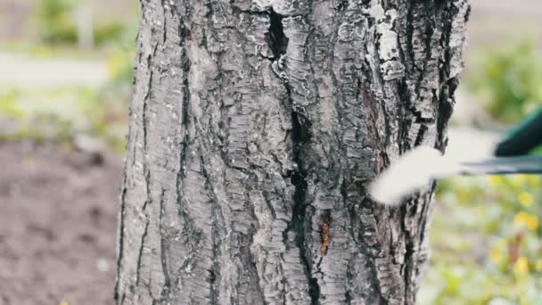 άσπρισμα δέντρων στην σεζόν άνοιξη - Πλάνα, βίντεο